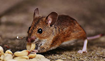 24 Hour & Emergency Exterminators in Hervey City, IL